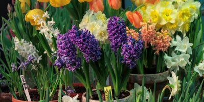 Narcisy, tulipány a hyacinty v květináčích