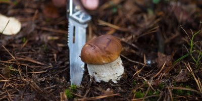 Houbařská výbava: Jak vybrat ten správný kapesní nůž na houby?