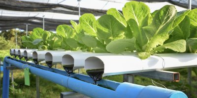 Akvaponický systém se salátem ve skleníku
