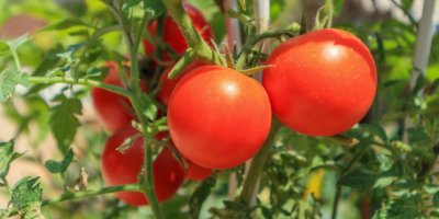 S naším návodem zvládnete rajčata doma vypěstovat i jako zahradnický začátečník.