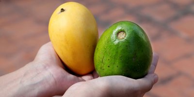 Ruce drží mango a avokádo