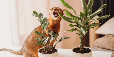 Kočka ožírá listy pokojové rostliny
